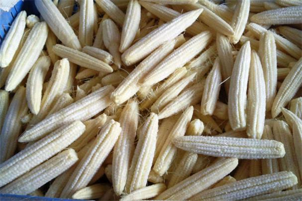 玉米笋可以涮火锅吗,笋可以涮火锅吃么