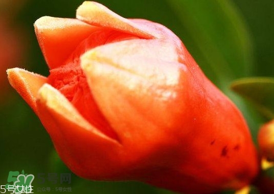 石榴花有毒吗,石榴花有毒吗?石榴花能吃吗 石榴花有毒吗,石榴花有毒吗?石榴花能吃吗