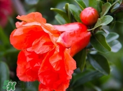 石榴花语是什么意思,石榴花花语是什么