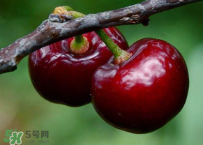 六月份还有樱桃吗?,6月份有樱桃吗