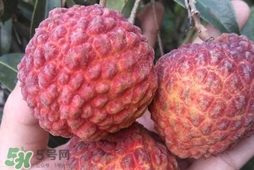 荔枝王是什么品种的荔枝,荔枝王是什么品种改良的