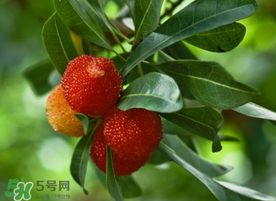 杨梅可以放冰箱冷藏吗?,杨梅在冰箱里冷冻能放多久 杨梅可以放冰箱冷藏吗?,杨梅在冰箱里冷冻能放多久