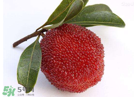 用什么酒泡杨梅酒最好喝没什么酒味,杨梅酒用什么酒泡好一些