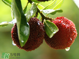 杨梅一天最多吃多少克,杨梅一天最多吃多少? 杨梅一天最多吃多少克,杨梅一天最多吃多少?