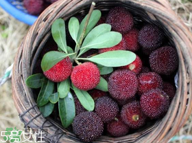 盆栽杨梅的种植方法,杨梅可以盆栽吗