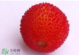 杨梅籽可以吃吗?,如果吞了杨梅的籽会怎样