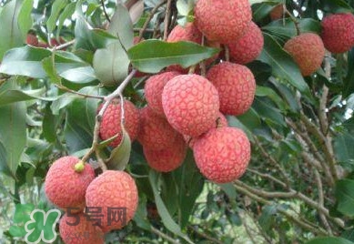 白糖罂荔枝管理新技术,白糖罂荔枝控梢时间 白糖罂荔枝管理新技术,白糖罂荔枝控梢时间