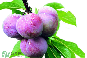 脆红李几月份成熟,红脆李产地在哪里