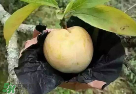 奈李什么时候成熟,奈李什么时候修剪