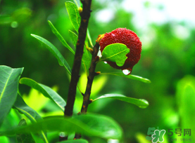 杨梅和海鲜能一起吃吗?,杨梅酒可以和海鲜一起吃吗