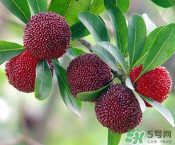 杨梅和桃子能一起吃吗?,杨梅和桃子能一起吃吗?孕妇