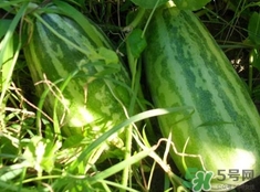 菜瓜是凉性的吗?,菜瓜是凉性还是热性