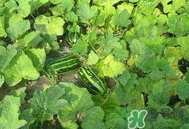 菜瓜怎么炒好吃又简单,凉拌黄瓜怎么做