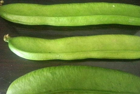 刀豆是发物吗,刀豆是发物吗有刀口能吃吗