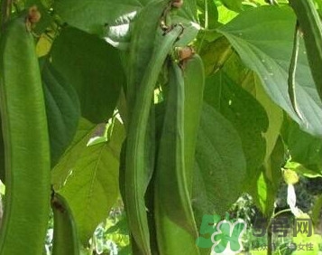 刀豆是蔬菜吗,刀豆是什么蔬菜啊啥样的