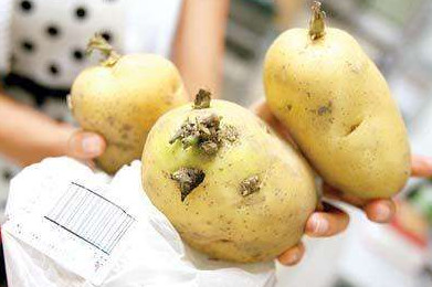 马铃薯有点绿可以吃吗,马铃薯有点发绿还能吃吗? 马铃薯有点绿可以吃吗,马铃薯有点发绿还能吃吗?