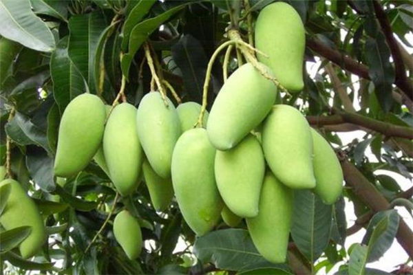 芒果可以直接带上飞机吗