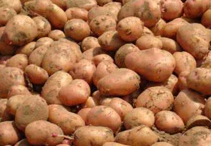 红花环马铃薯是土豆还是红薯,马铃薯是土豆还是红薯?