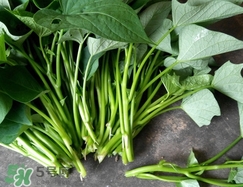 红苕尖怎么保存才新鲜呢,豌豆尖可以放冰箱吗