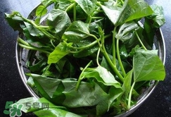 红苕尖是什么菜,苕尖怎么读