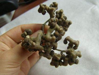 拐枣什么时候成熟?,四川拐枣什么时候成熟