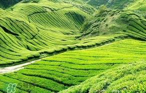 信阳毛尖产地在哪里,多种,信阳毛尖主要产地在哪里