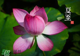 夏至是节气吗,节气是夏至还是夏至日