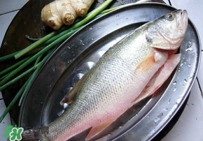 海鲜鱼种类,鲈鱼是海鱼还是河鱼