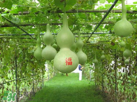 六月份可以种葫芦吗,葫芦几月份可以种