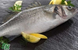 澳洲三文鱼有什么区别,澳鱼是三文鱼吗