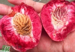 血桃几年挂果,血桃种植几年才结果