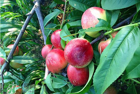 油桃和杏子能一起吃吗?,油桃不能和什么一起吃