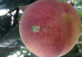 血桃多少钱一斤2020,血核桃多少钱一斤