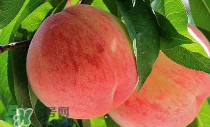 血桃孕妇可以吃吗?,桃孕妇能吃吗