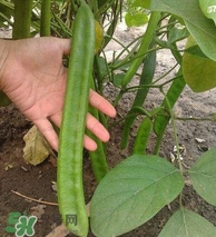 刀豆什么时候播种最好,刀豆种子什么时候播种