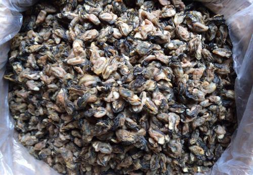 海蛎干怎么做好吃又简单,炒海蛎干的做法大全