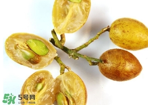 鸡心黄皮果种植技术,鸡心黄皮果苗