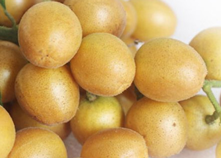 黄皮果哪个品种最贵,像黄皮果的是什么果