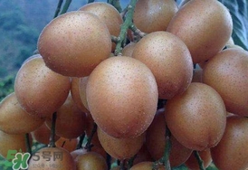 黄皮果怎么保存时间长,黄皮果怎么保存新鲜