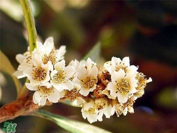 枇杷花煲汤搭配什么 最佳,枇杷花可以煲汤吗