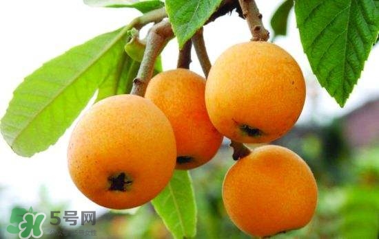 孕妇可以吃枇杷吗对胎儿有影响吗,孕妇吃枇杷可以吗