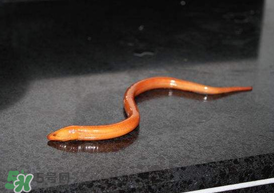 坐高铁可以带黄鳝吗?,坐高铁可以带黄鳝吗?活黄鳝能上高铁吗?三斤以内 坐高铁可以带黄鳝吗?,坐高铁可以带黄鳝吗?活黄鳝能上高铁吗?三斤以内