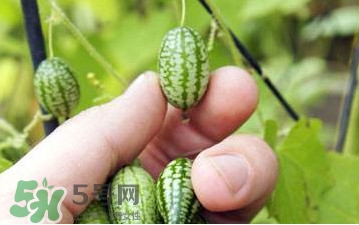 迷你世界西瓜种子在哪里找,迷你小西瓜种子