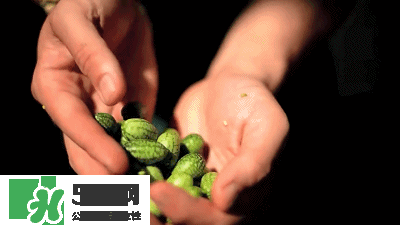 世界上有多少种西瓜品种,世界上最小的西瓜的图片 世界上有多少种西瓜品种,世界上最小的西瓜的图片