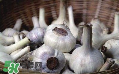 如何保存蒜头,新蒜头怎么保存的时间长
