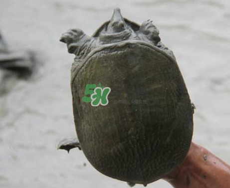 鱼甲可不可以吃?,甲鱼怎么吃最好方法