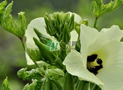 秋葵不焯水能吃吗,秋葵可以不焯水吗