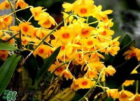 石斛花什么时候采摘功效最佳?,石斛花什么时候采摘最好