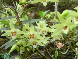 怎么种植铁皮石斛,铁皮石斛怎么养最好