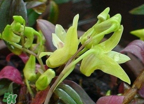 铁皮石斛花多少钱一斤呢,铁皮石斛多少钱一克